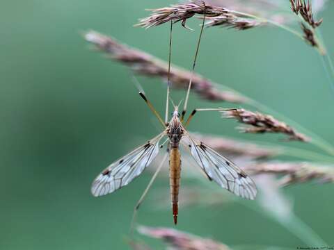 Image of Tipula (Savtshenkia) confusa van der Wulp 1883