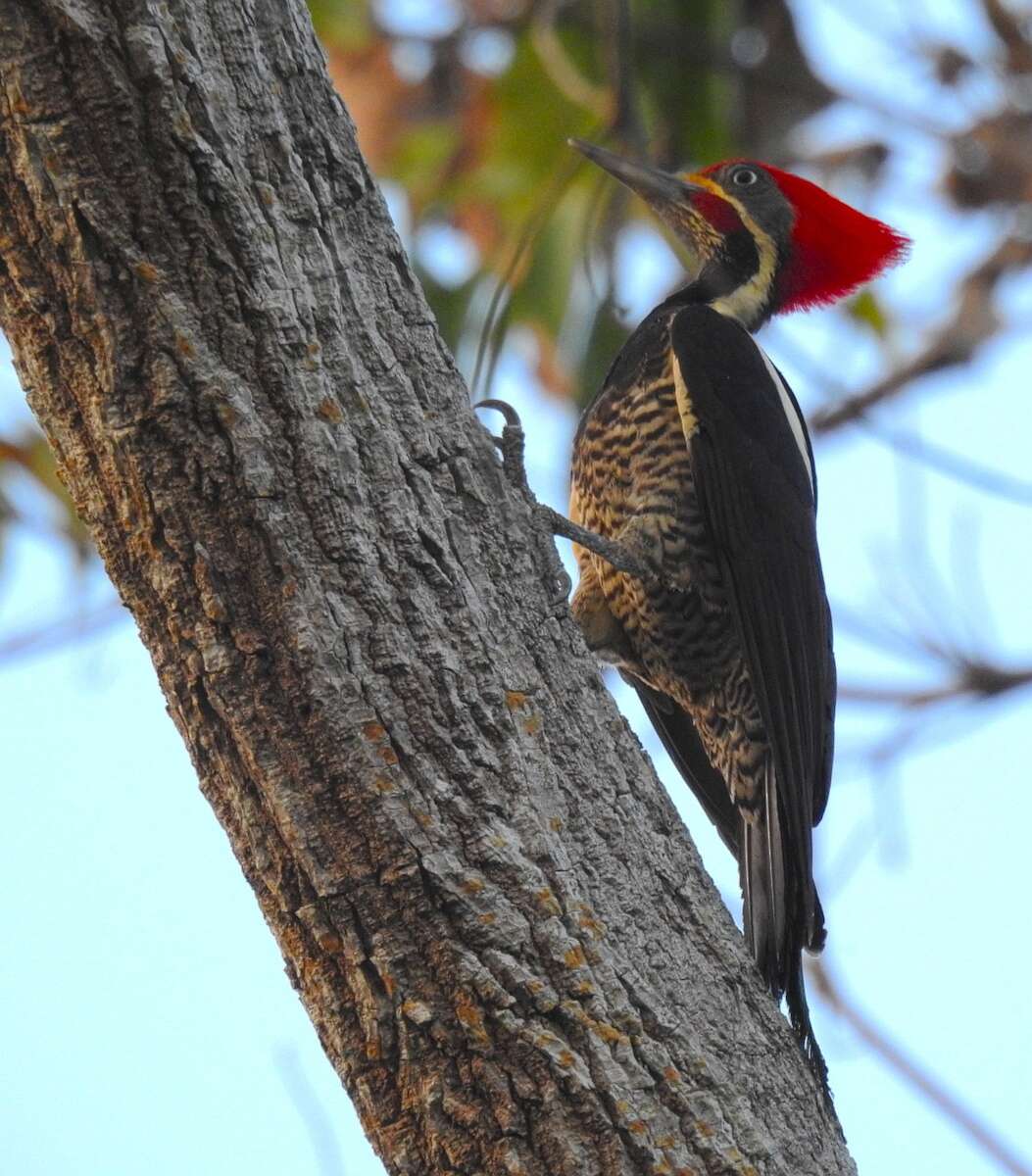 Imagem de Pica-pau-de-banda-branca