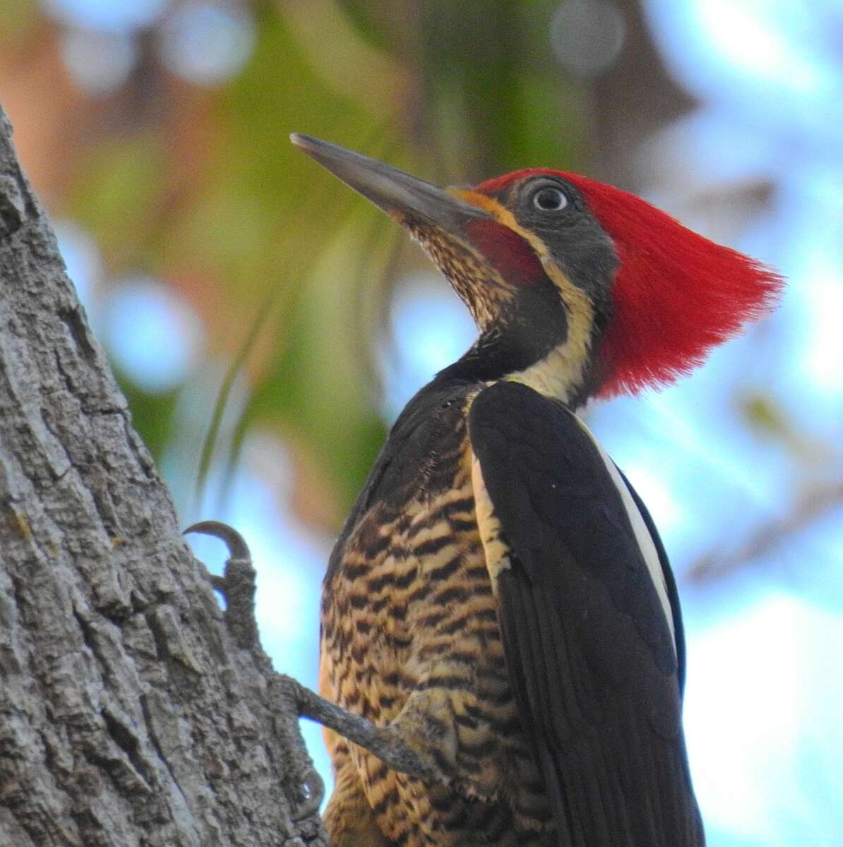 Image of Lineated Woodpecker