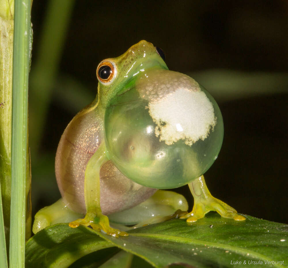 Image of Sharp-headed Long Reed Frog