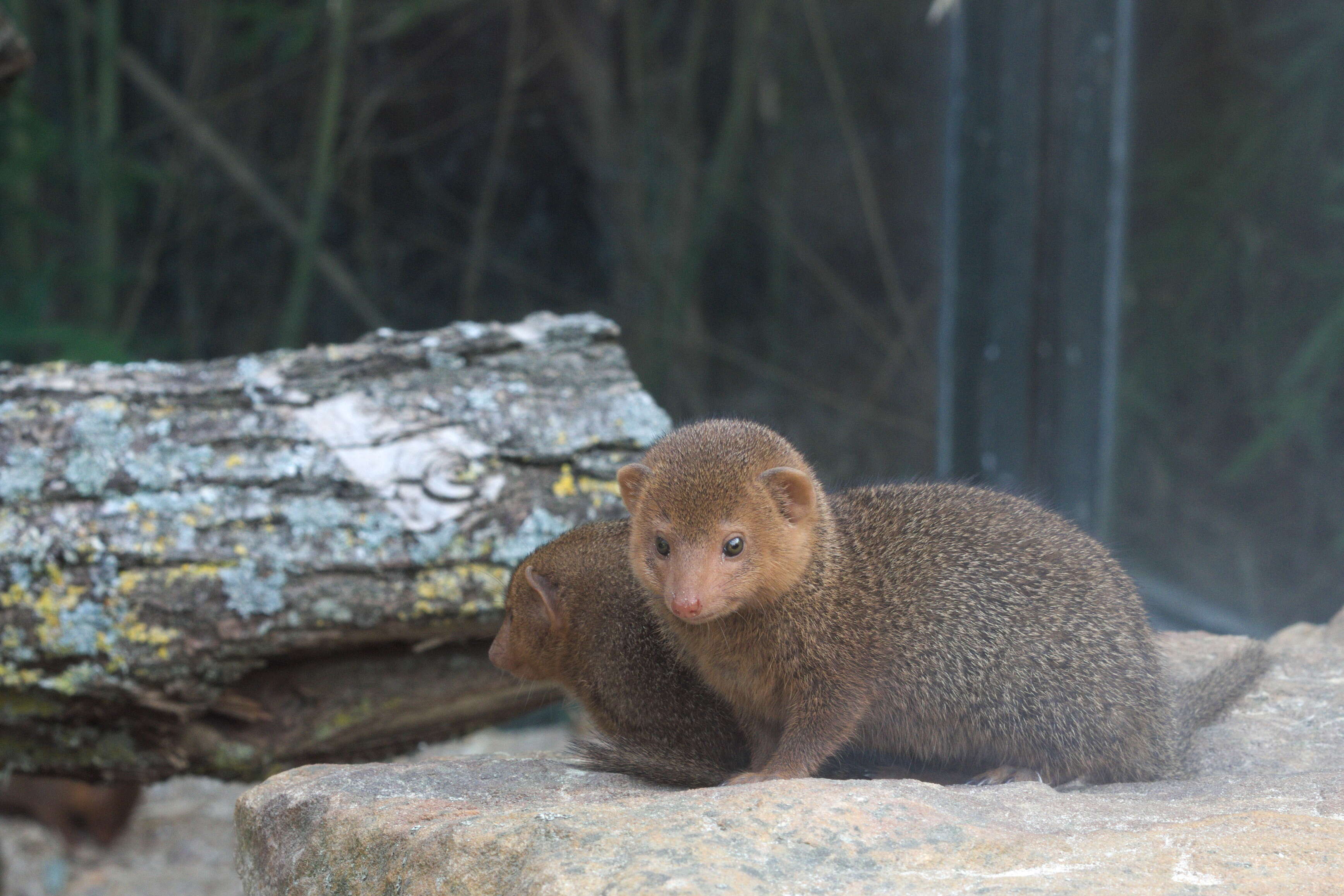 Image of Desert Dwarf Mongoose