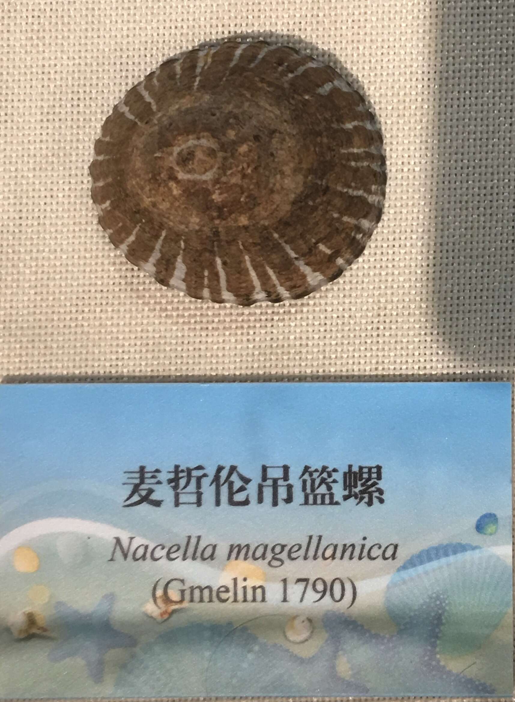 Image of Nacella magellanica (Gmelin 1791)