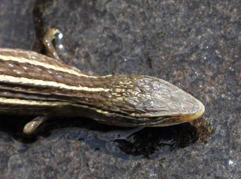 Image of Transvaal grass lizard