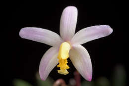 Image of Cattleya reginae (Pabst) Van den Berg