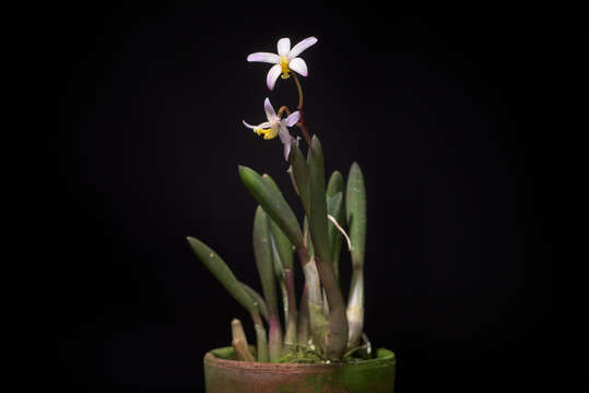 صورة Cattleya reginae (Pabst) Van den Berg