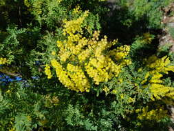 Image de Acacia pubescens (Vent.) R. Br.