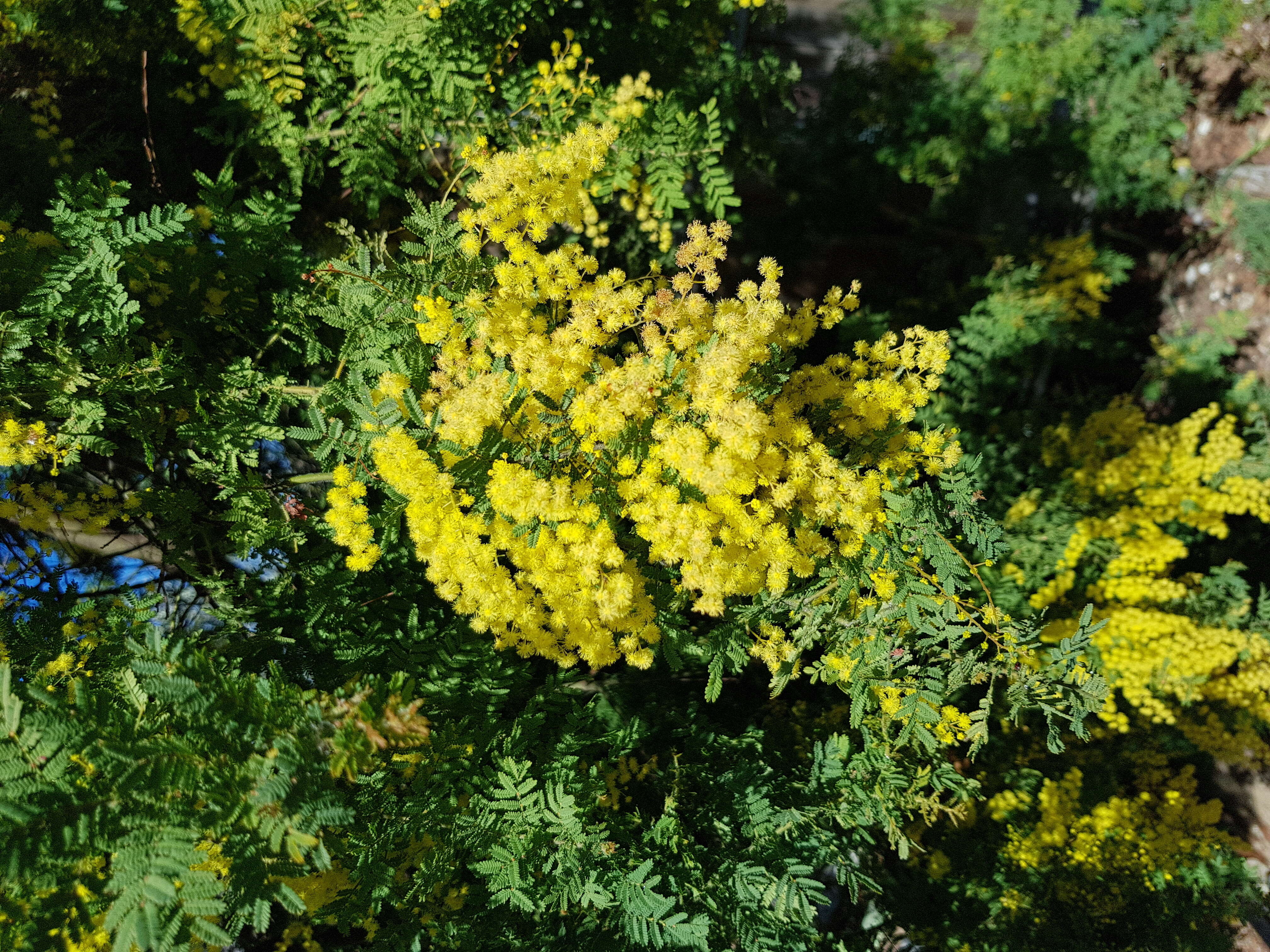 Sivun Acacia pubescens (Vent.) R. Br. kuva