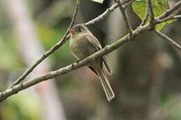 Image of Jamaican Pewee