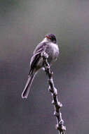 Image of Jamaican Pewee