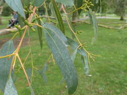 Image of tingiringi gum