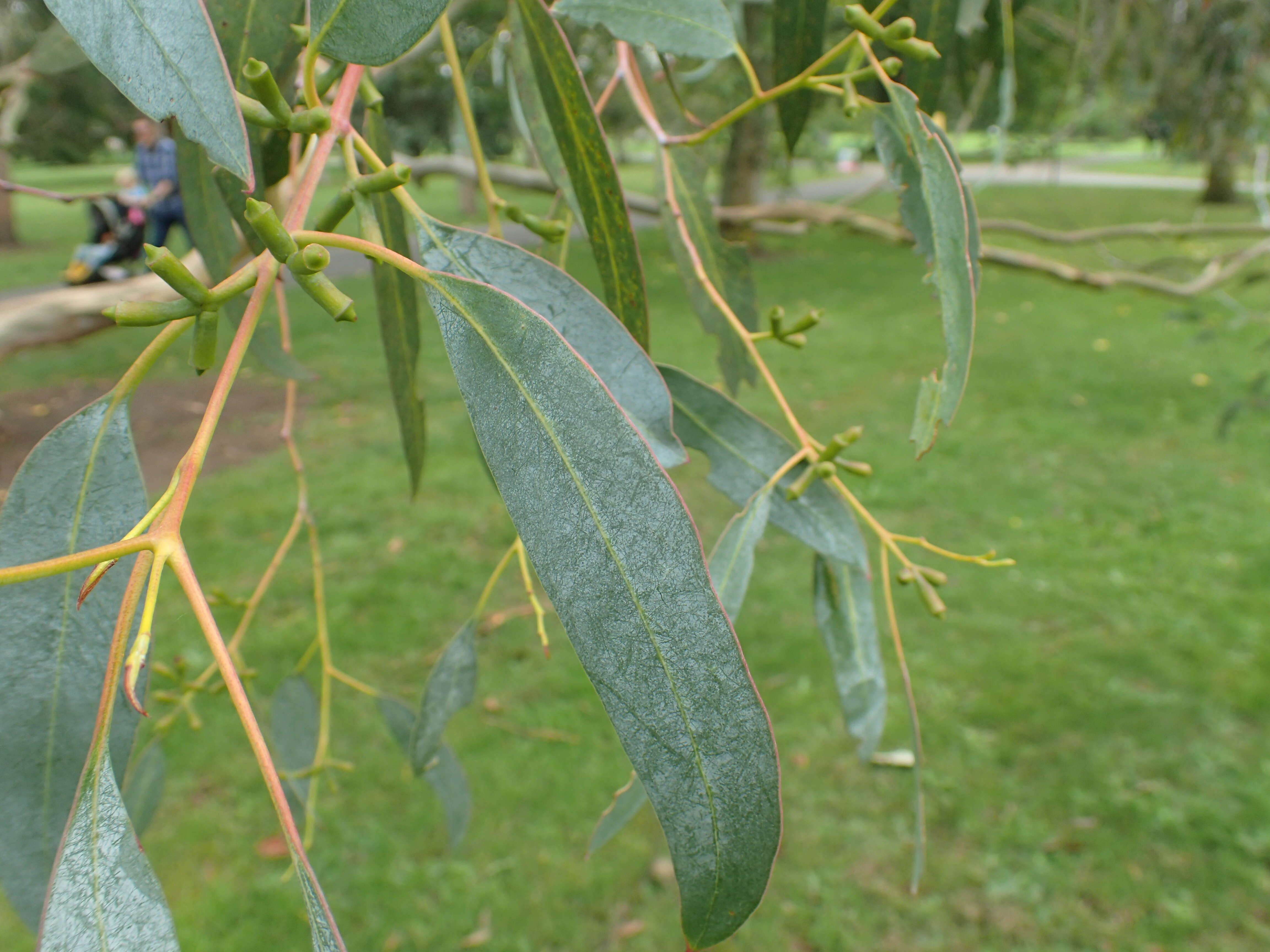 Image of tingiringi gum