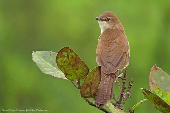 Image of Broad-tailed Grassbird