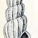 Image of Mangelia eucosmia Bartsch 1915