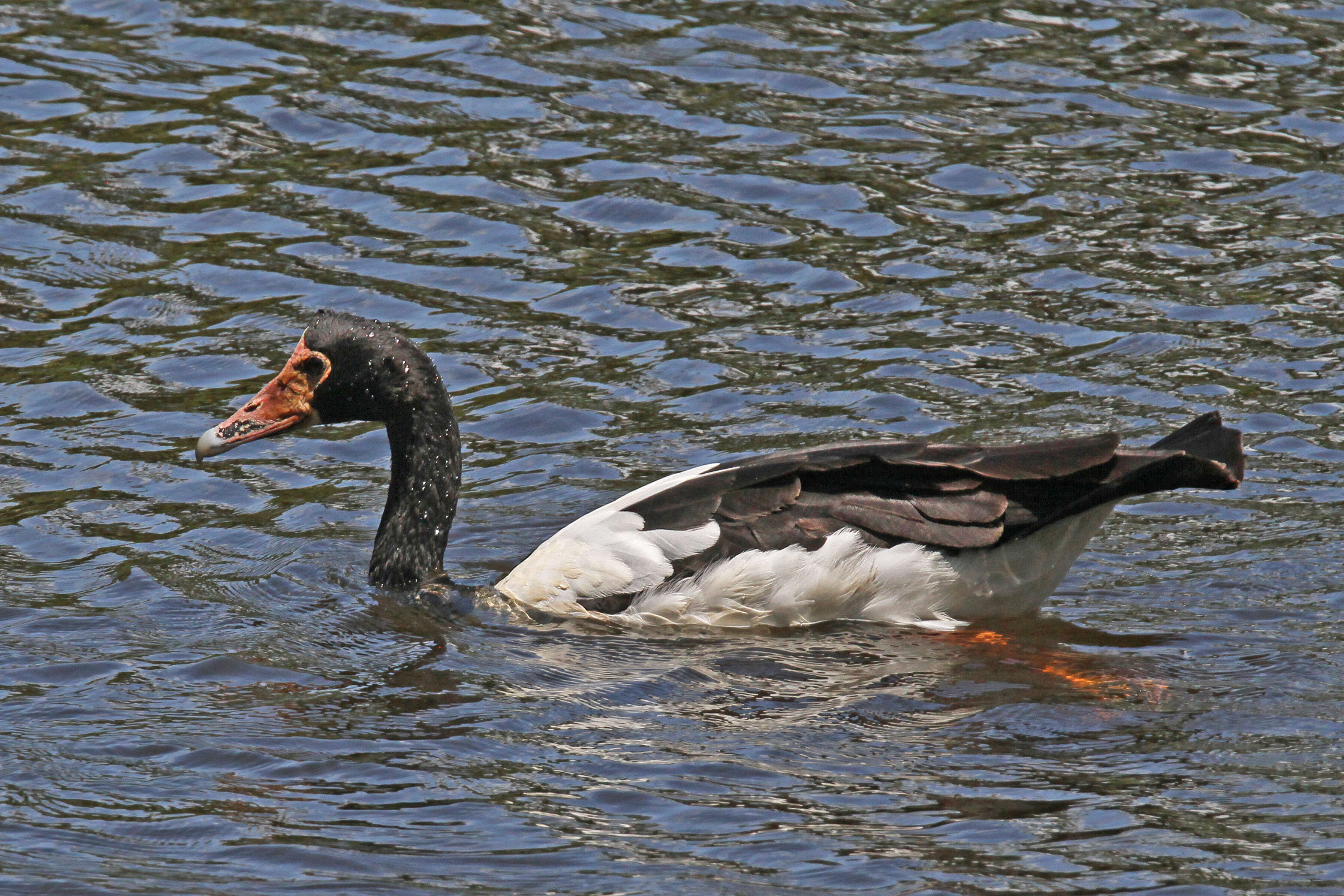 Image of magpie-goose