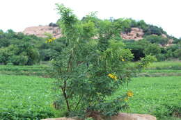 Imagem de Senna auriculata (L.) Roxb.