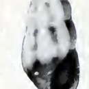 Image of Mangelia dorsuosa (Gould 1860)