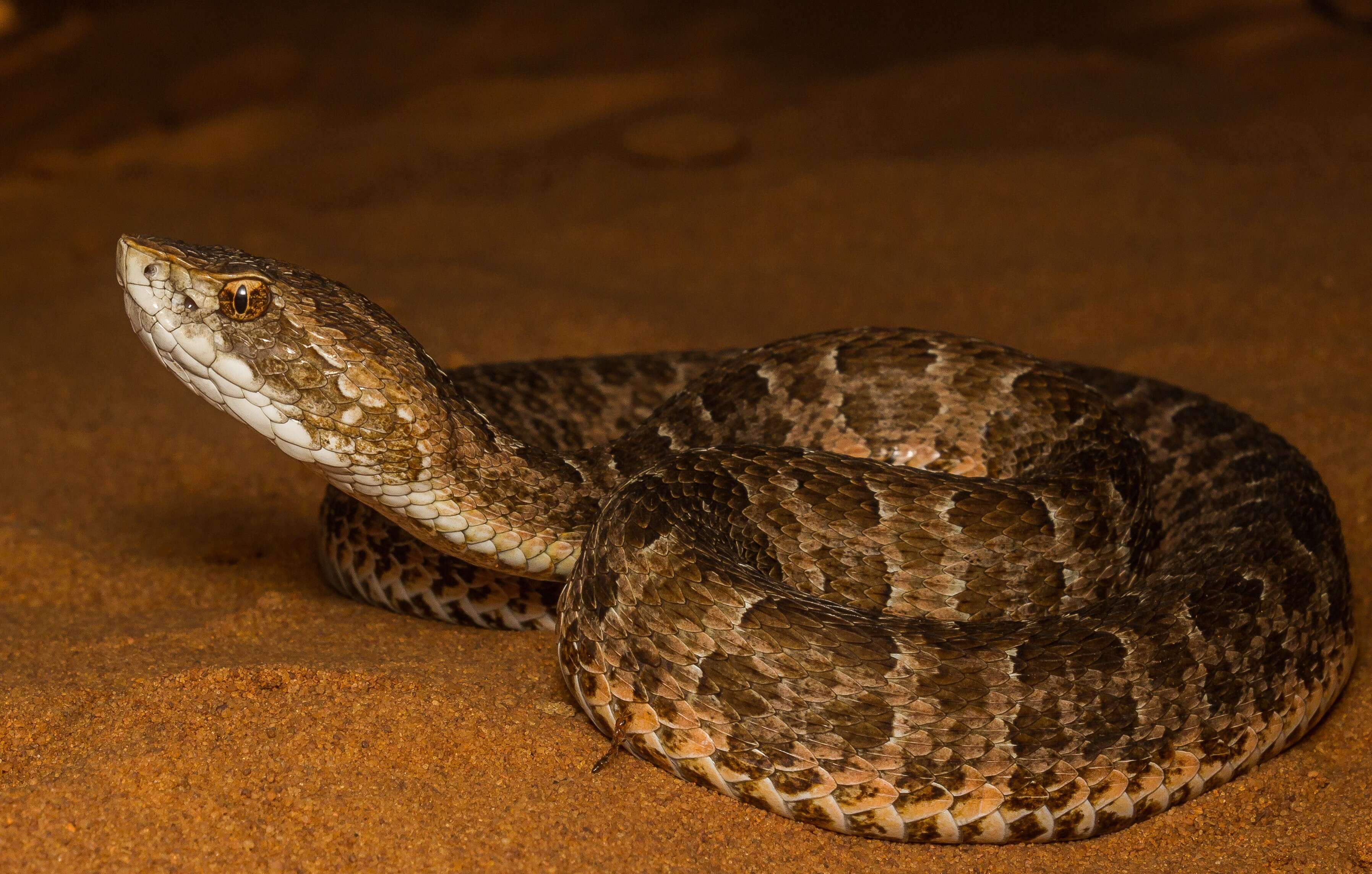 Bothrops itapetiningae (Boulenger 1907)的圖片