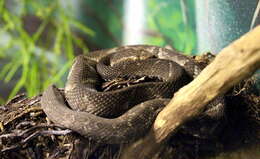 Image of Forest Vipers