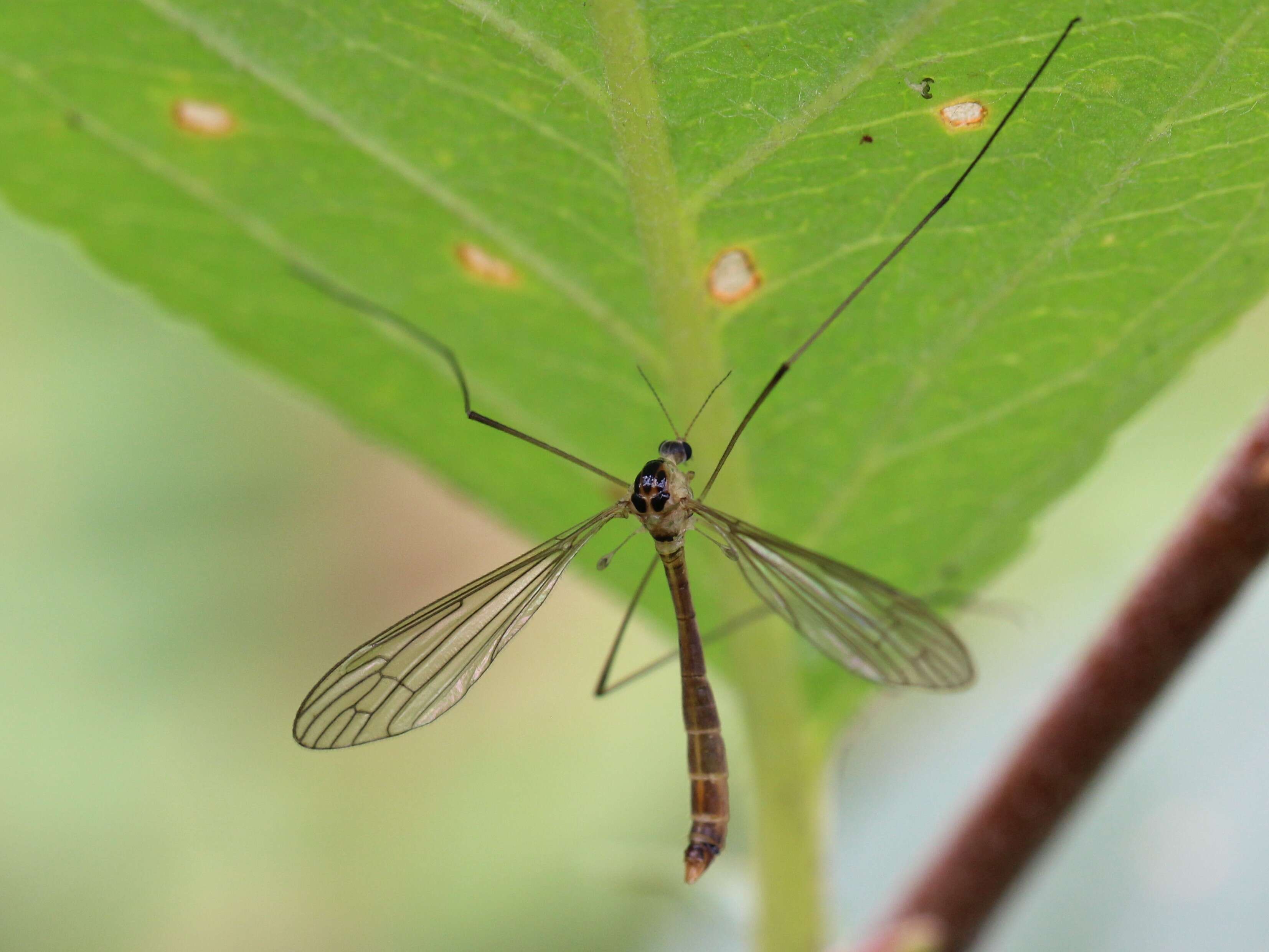 Image of Diogma glabrata (Meigen 1818)