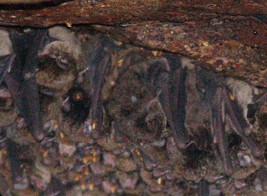 Image of Little Bent-winged Bat