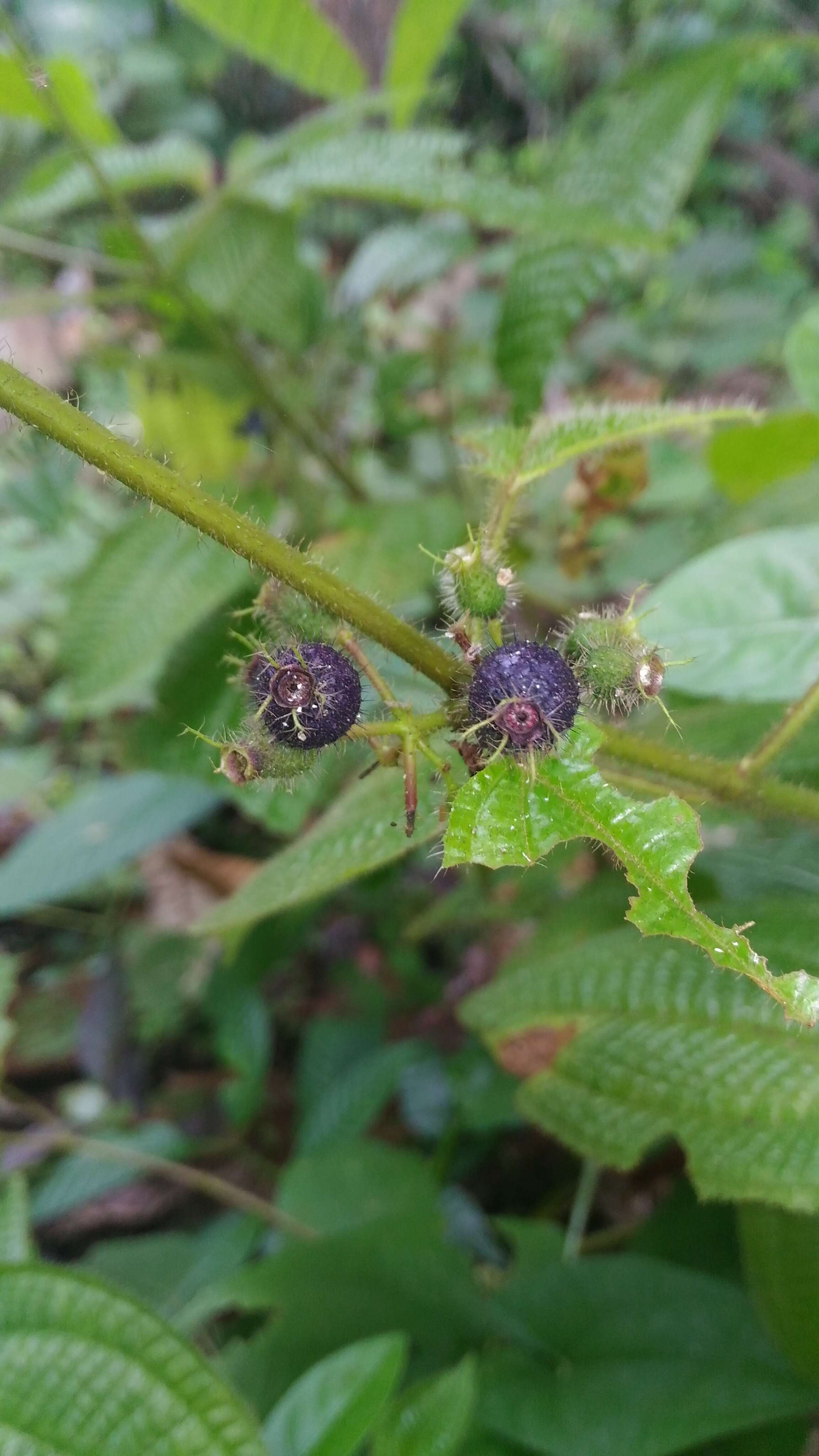 Image of soapbush