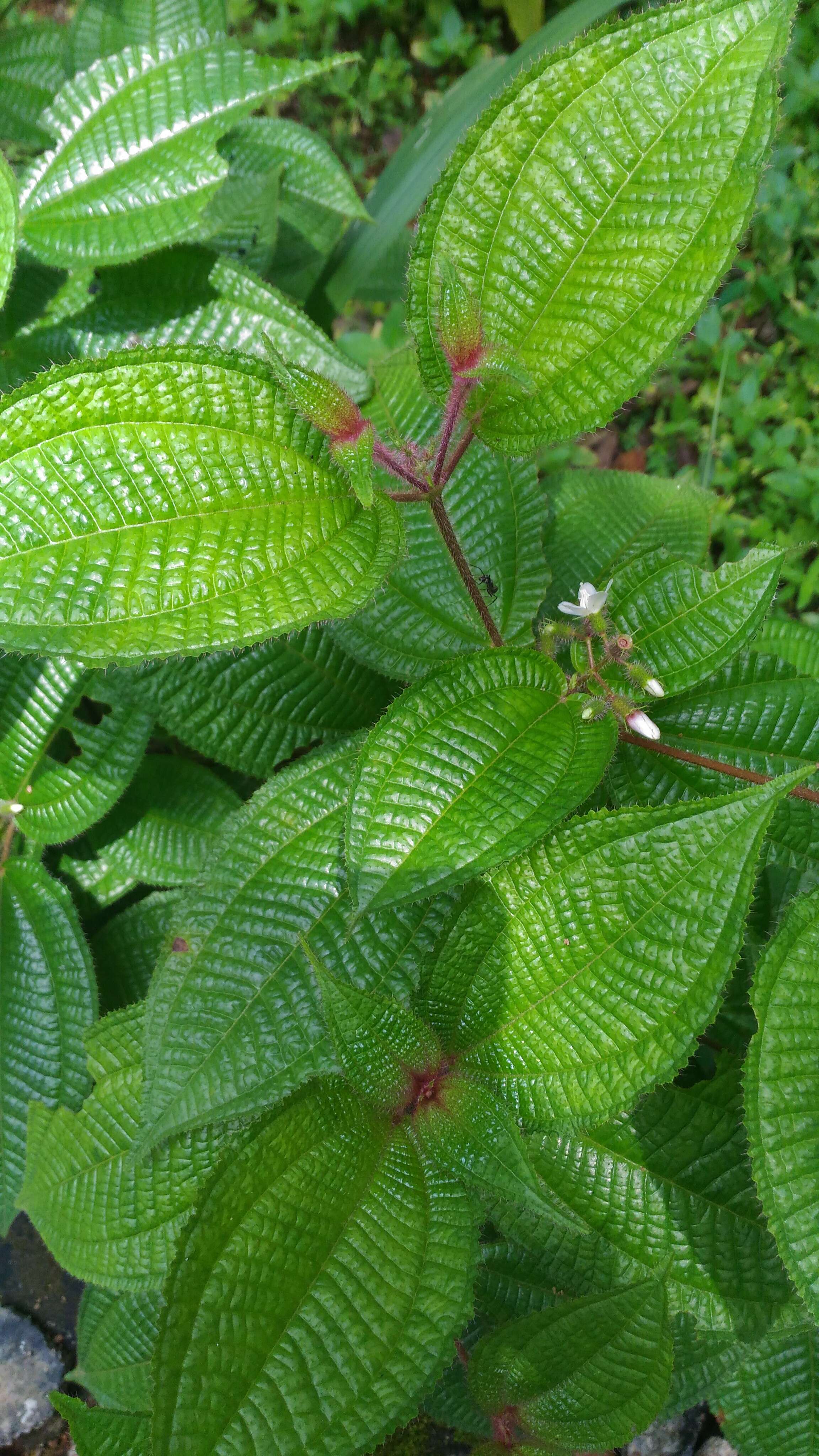 Image of soapbush