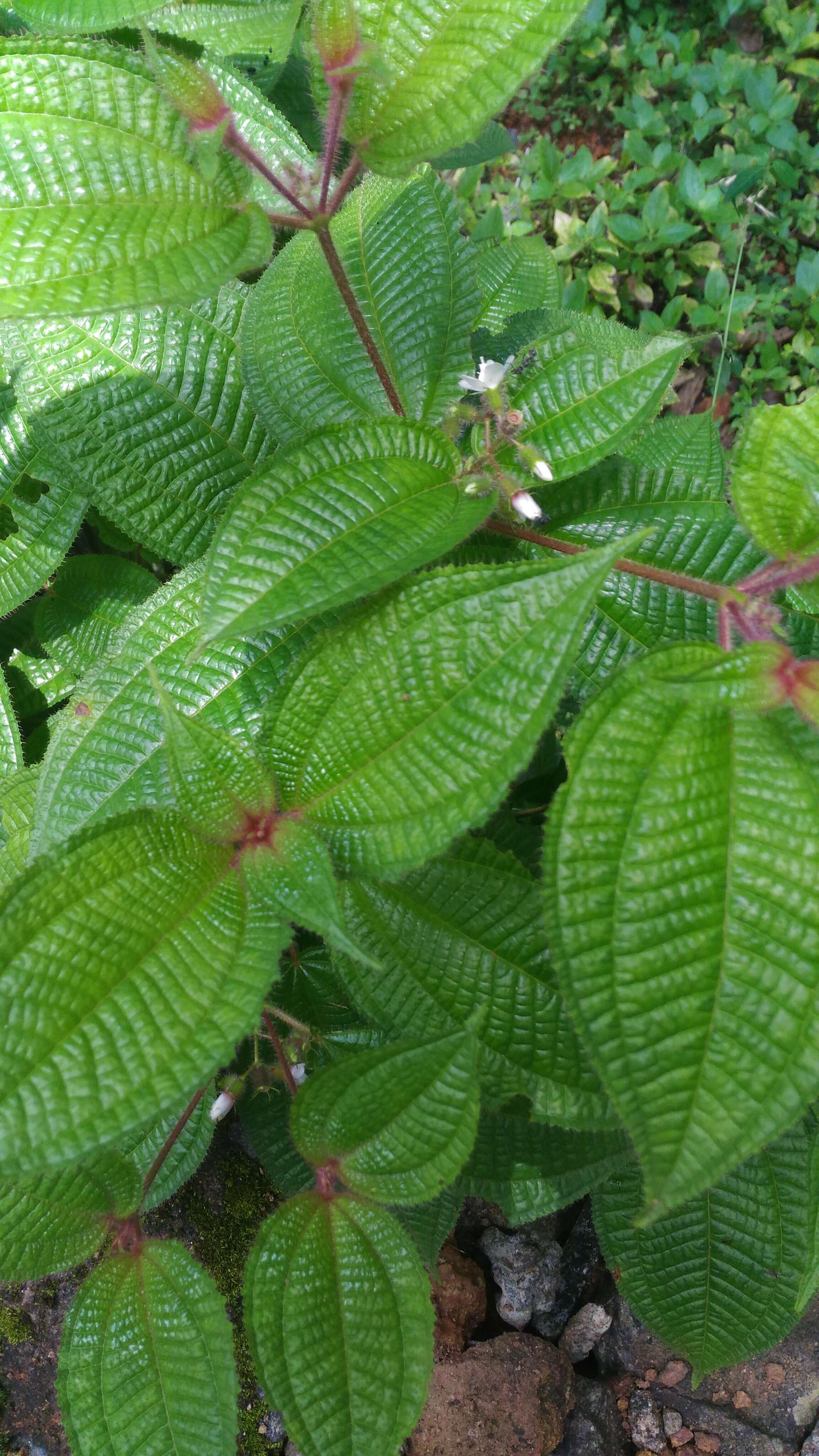 Image of soapbush