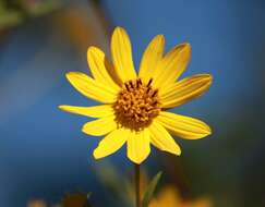 Image of Schweinitz's sunflower