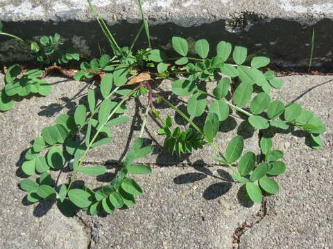 Image of licorice milkvetch