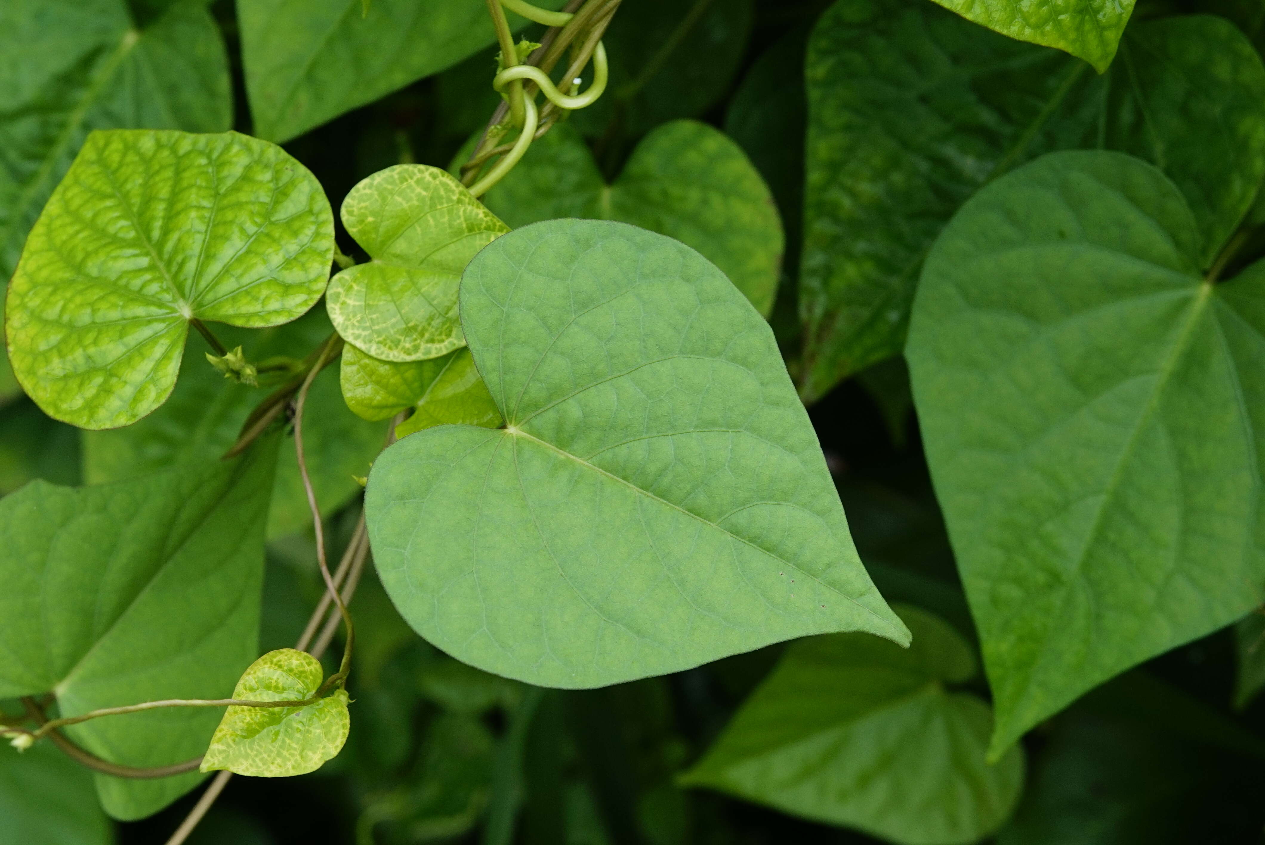 Plancia ëd Ipomoea triloba L.