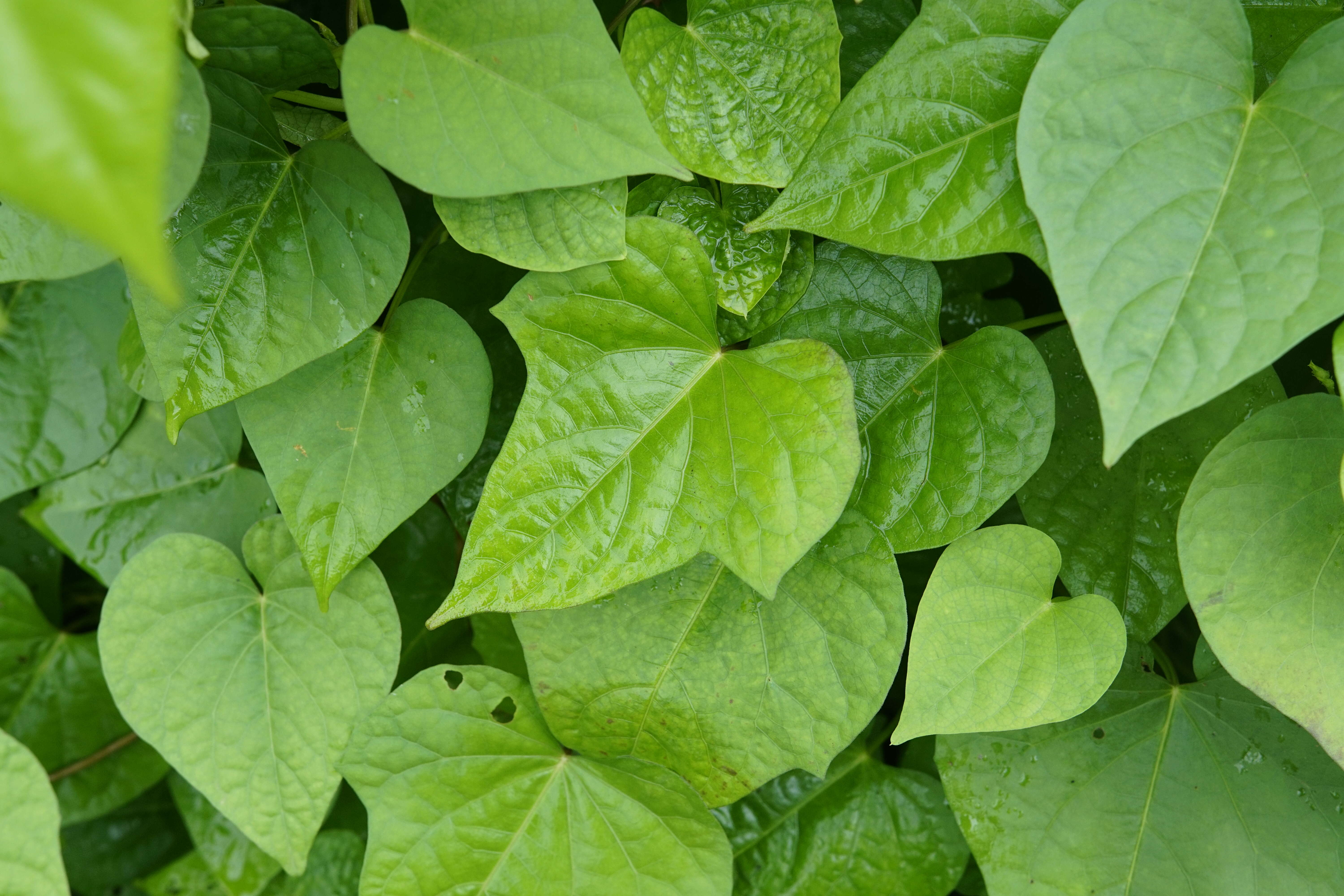 Plancia ëd Ipomoea triloba L.