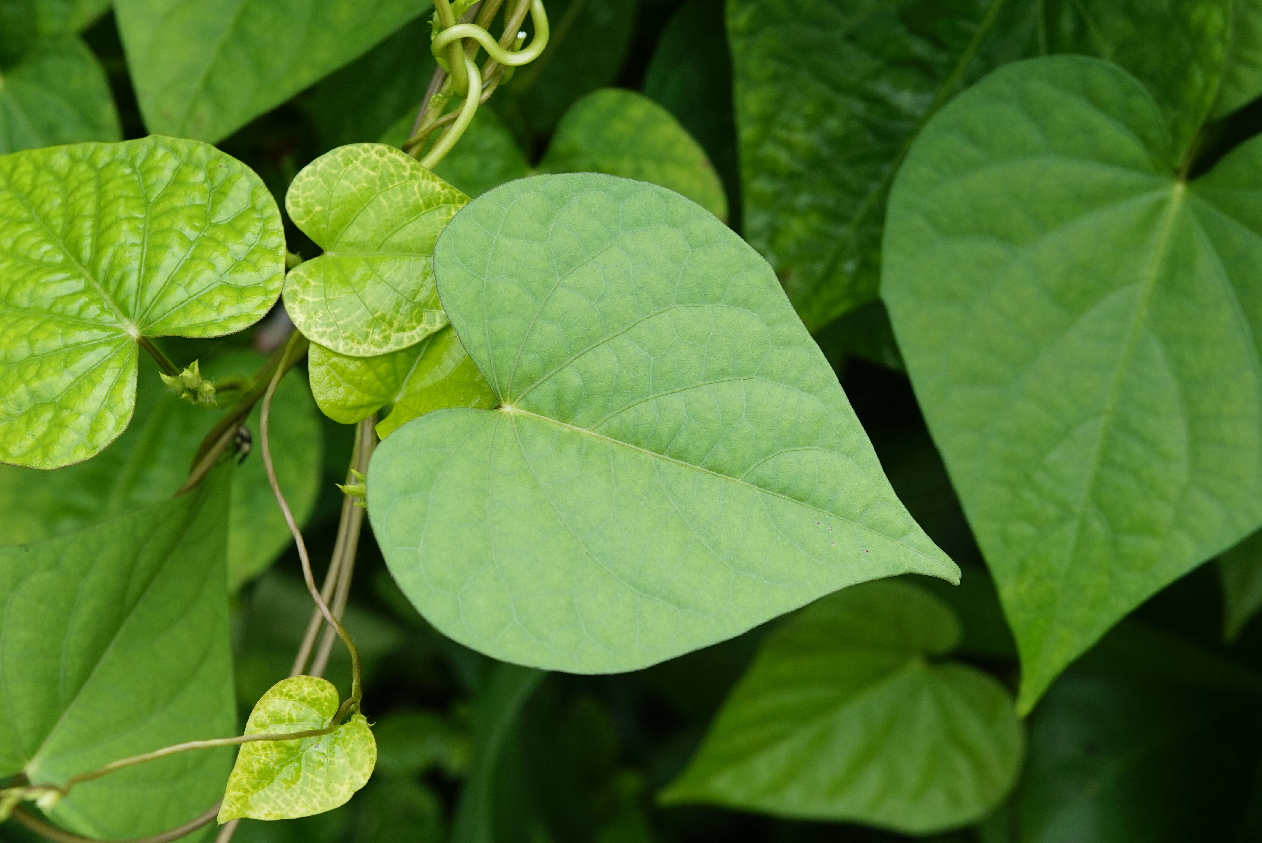 Plancia ëd Ipomoea triloba L.