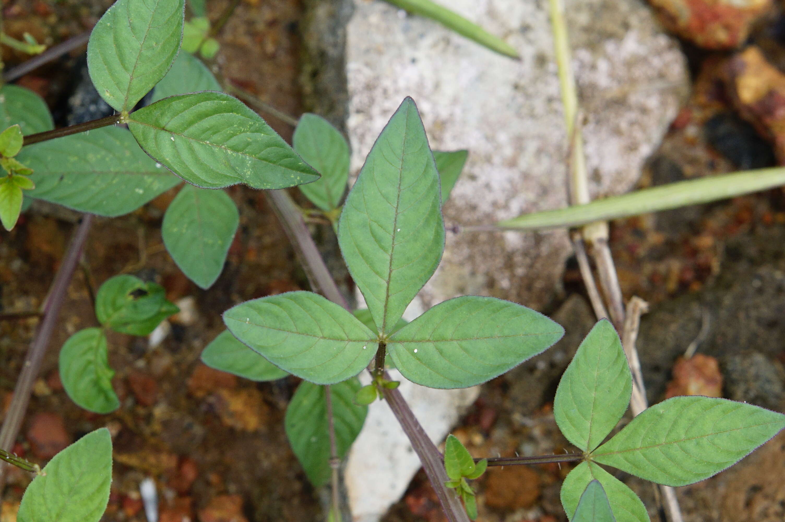 Imagem de Sieruela rutidosperma (DC.) Roalson & J. C. Hall