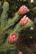 Image of Protea aristata Phillips