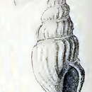 Image of Daphnella intercedens (Melvill 1923)