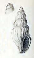 Image de Daphnella intercedens (Melvill 1923)