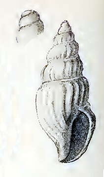 Image of Daphnella intercedens (Melvill 1923)