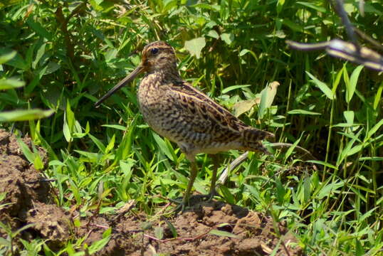 صورة Gallinago nemoricola Hodgson 1836