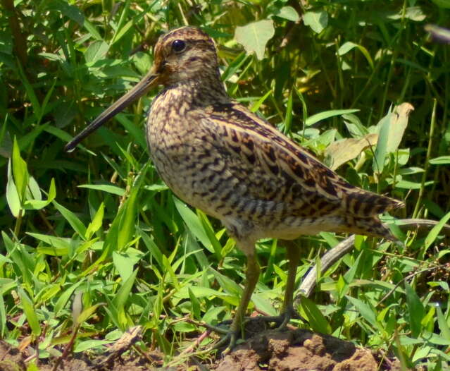 صورة Gallinago nemoricola Hodgson 1836