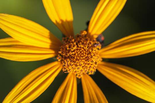 Image of woodland sunflower