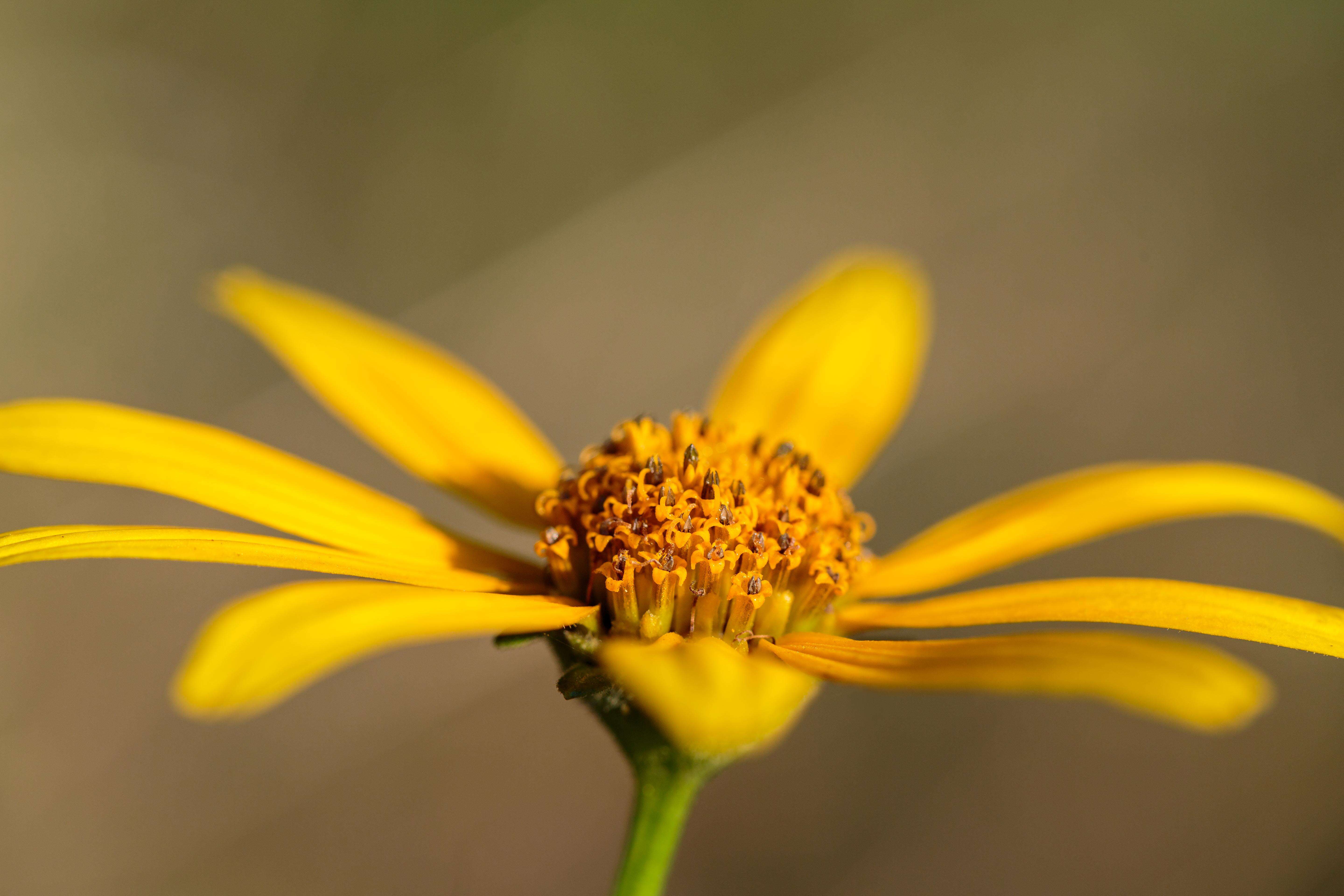 صورة Helianthus divaricatus L.