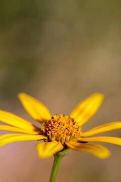 Image of woodland sunflower