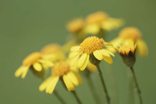 Image of golden ragwort