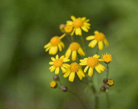 Image of golden ragwort