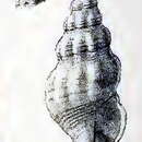 Image of Mangelia tanabensis Melvill 1923