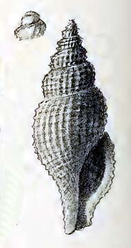 Image of Pleurotomella borbonica Melvill 1923