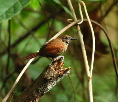 Image of Stripe-breasted Spinetail