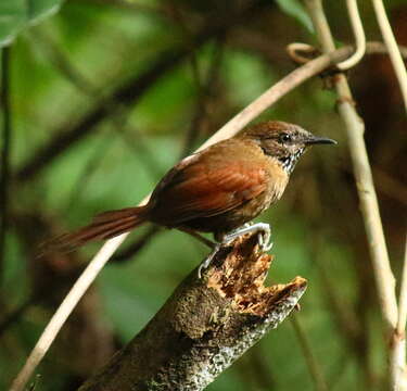 Image of Stripe-breasted Spinetail