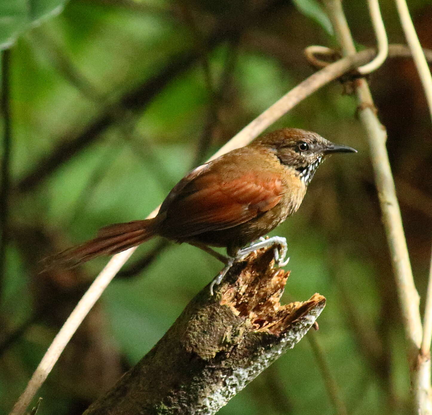 Image of Stripe-breasted Spinetail