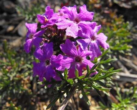 Image of South American mock vervain